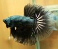 BLACK COPPER HALFMOON (SOLD)
