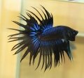 BLACK CROWNTAIL (SOLD)