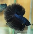 BLACK MELANO HALFMOON
