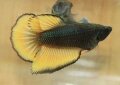BLACK MUSTARD HALFMOON FEMALE#1 (SOLD)
