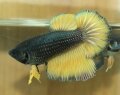 BLACK MUSTARD HALFMOON FEMALE#2 (SOLD)
