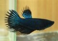 BLACK ORCHID CROWNTAIL FEMALE (SOLD)