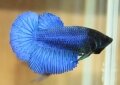 BLUE HALFMOON FEMALE#1 (SOLD)