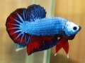 BLUE-RED WHITE FACE HMPK (SOLD)