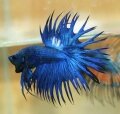 BLUE CROWNTAIL (SOLD)
