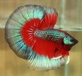 DEVIL BUTTERFLY HALFMOON#2 (SOLD)
