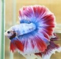 FANCY HALFMOON (SOLD)