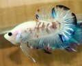 FANCY KOI HMPK#2 (SOLD)