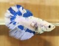 FANTACY HALFMOON FEMALE (SOLD)