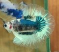 GREEN MARBLE BF HALFMOON