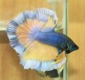 MUSTARD GAS BUTTERFLY HALFMOON (SOLD)