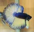 MUSTARD GAS HALFMOON (SOLD)