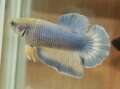 MUSTARD GAS HALFMOON FEMALE (SOLD)