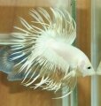 PLATINUM CROWNTAIL (SOLD)