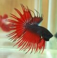 RED DEVIL CROWNTAIL#2