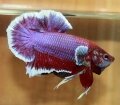 SALAMANDER BF HMPK#1 (SOLD)