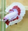 SALAMANDER BUTTERFLY HALFMOON