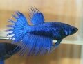 SUPER BLUE CROWNTAIL FEMALE (SOLD)