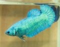 SUPER GREEN HMPK FEMALE (SOLD)