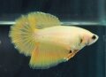SUPER YELLOW HALFMOON FEMALE