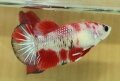 KOI HMPK FEMALE#2 (SOLD)