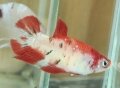 KOI HMPK FEMALE#14