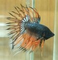ORANGE-BLACK CROWNTAIL#1