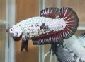 PLATINUM BLACK-RED DRAGON HMPK FEMALE