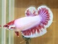 SALAMANDER BUTTERFLY HALFMOON FEMALE (SOLD)