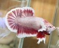 SALAMANDER BUTTERFLY BIG EARS HMPK