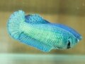 SUPER GREEN HMPK FEMALE (SOLD)