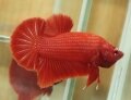 SUPER RED HMPK#1