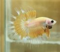 YELLOW BUTTERFLY CROWNTAIL (SOLD)