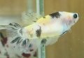 YELLOW KOI HMPK FEMALE (SOLD)